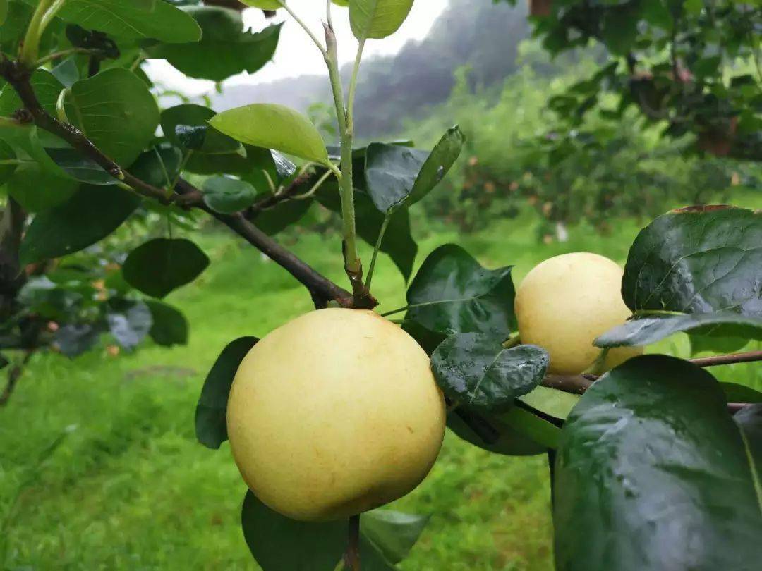 悦享盛夏7月8日四川美丽田园欢乐游暨华蓥山蜜梨采摘节甜蜜来袭