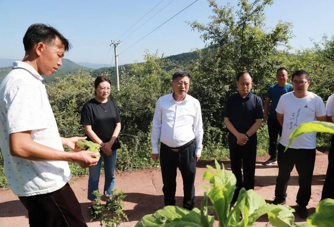 环江红到鲹鱼河镇姜州镇铁柳镇调研烟叶受灾情况
