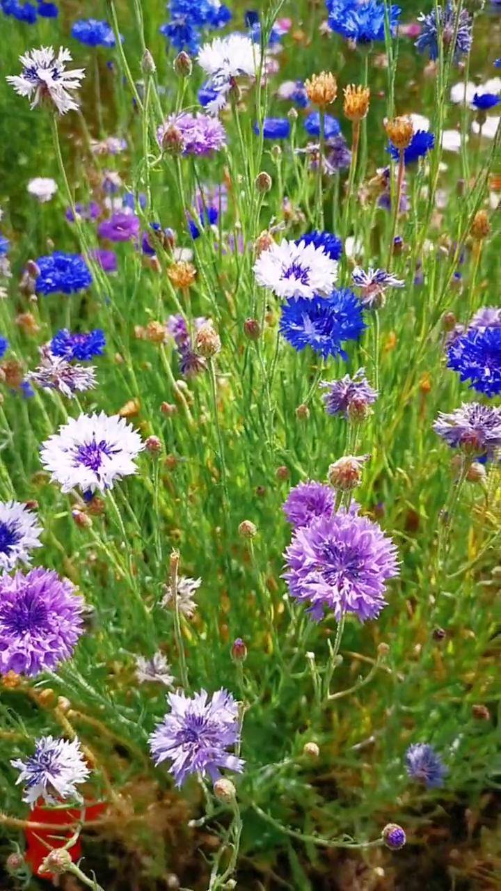 阳光花儿,蓝天白云,平平安安能吃能喝就是幸福#追风景的人 #治愈系