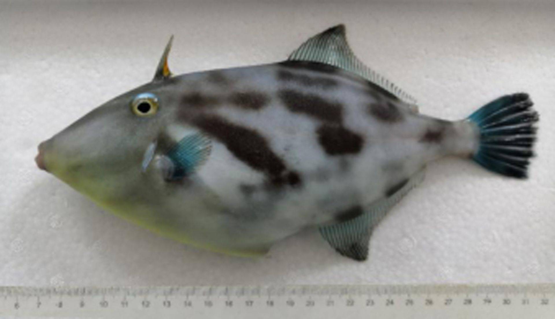 "绿鳍马面鲀名字听上去复杂,其实就是岛城市民口中的面包鱼,马面鱼,是