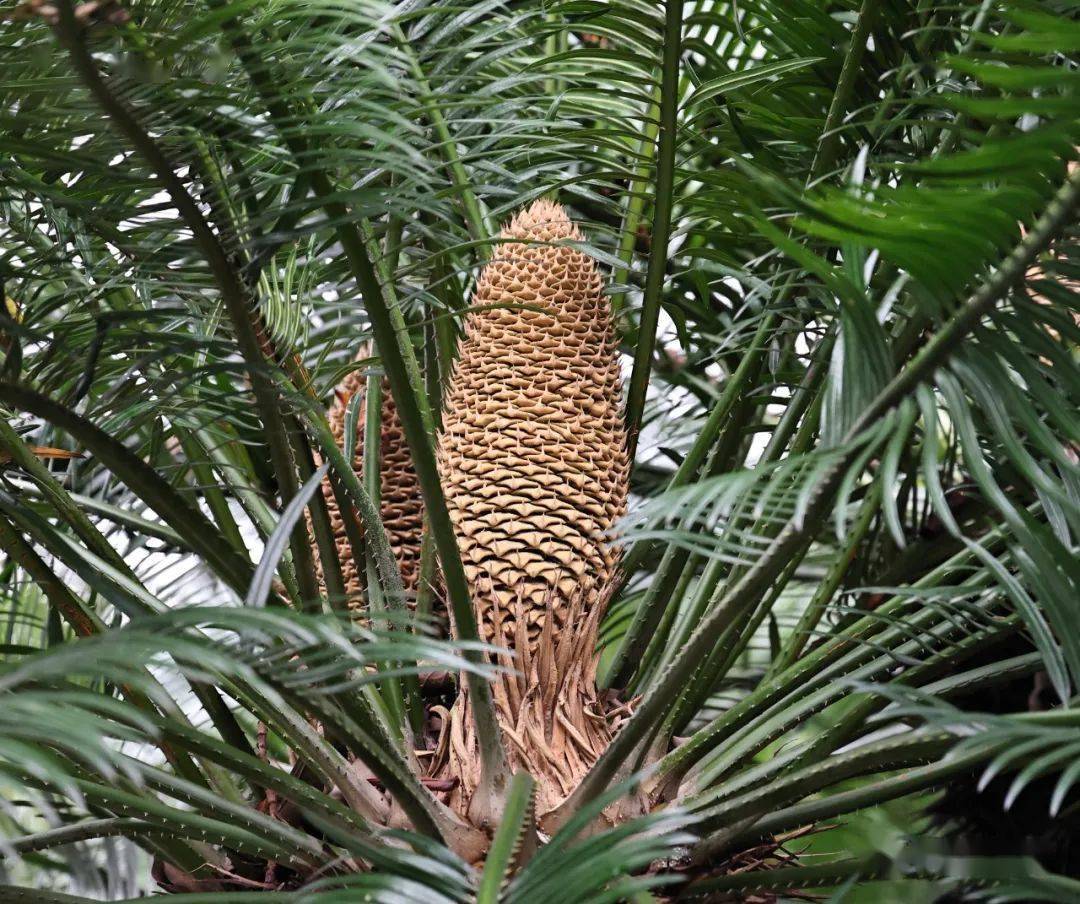 之宝—越南篦齿苏铁 cycas elongata齐刷刷地开出金黄雄壮的雄球花