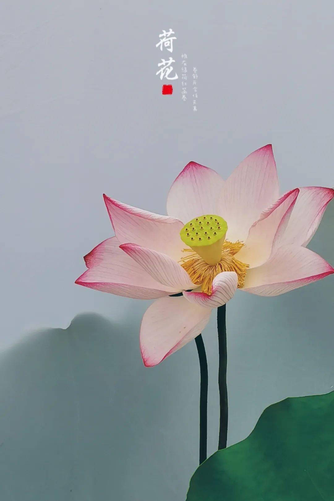 能!_画面_照片_荷花