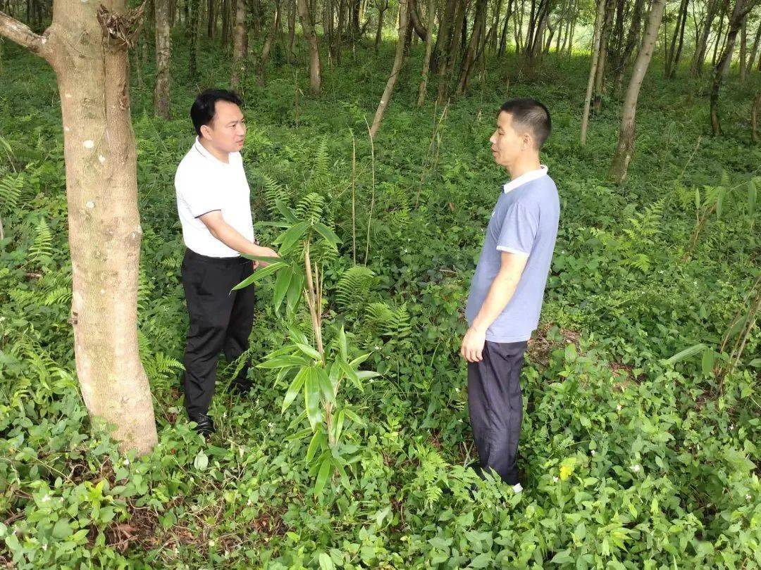 陈坊乡乡长杨忠保护森林资源发展林业经济