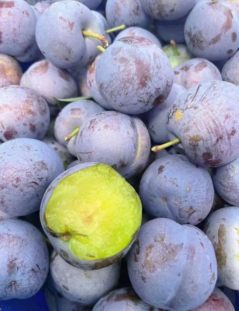 李子西瓜葡萄喜欢吃水果就不要错过石泉的采摘节