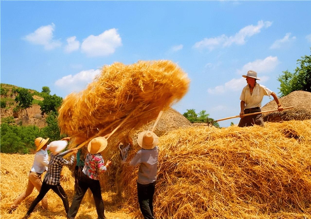 夏天收麦子图片大全图片