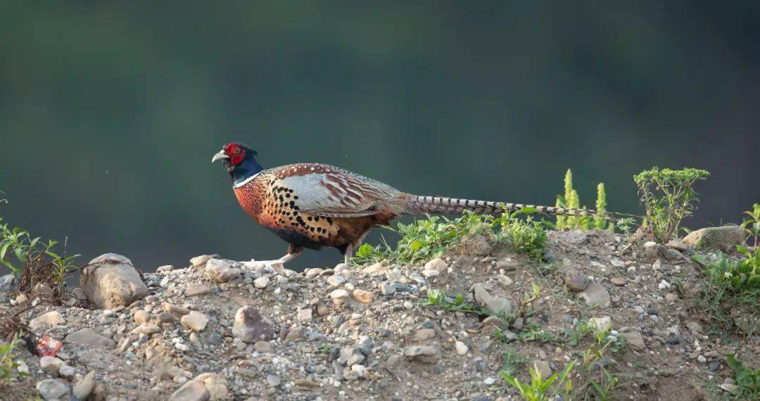 看雉鸡展翅 山野觅食_南漳县_襄阳_保护