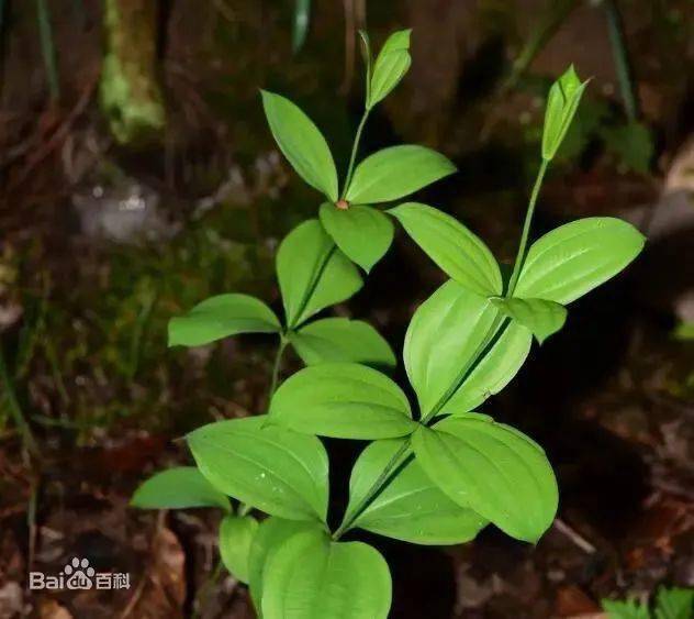 賀州2人採摘野草藥獲刑這些野生植物採不得