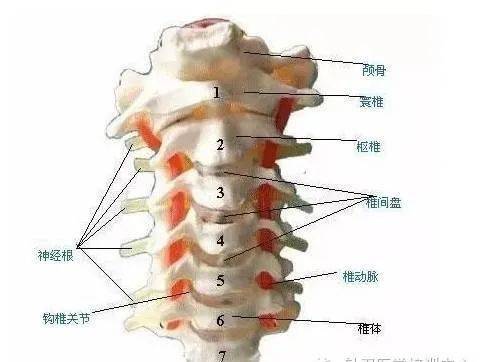 颈椎横突前结节解剖图图片