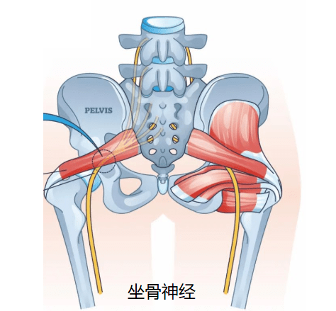 梨狀肌綜合徵相關的解剖,評估,治療和爭議_試驗_坐骨_檢查