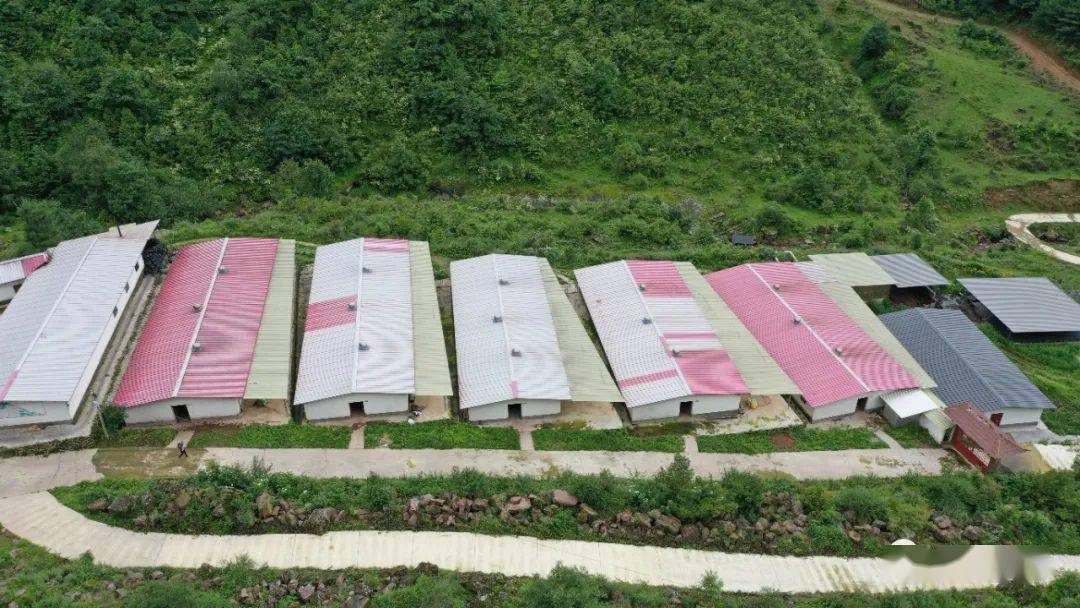 会理三地村:山旮旯里的养猪场有看点_腊肉_品质_生态