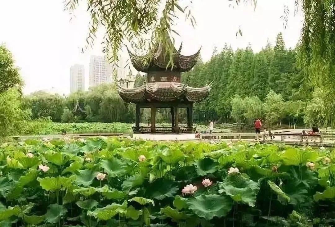 走进公园 邂逅"美丽湖州"_莲花庄_白鱼_赏荷