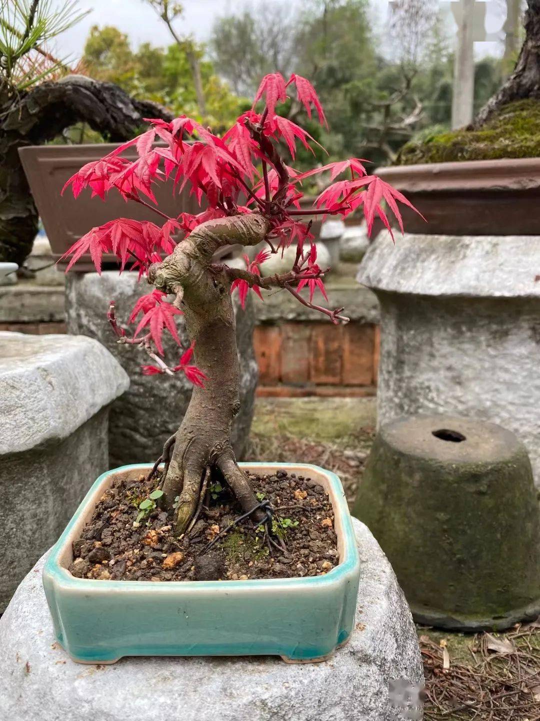 一年芽接三年造型紅楓盆景計劃慘敗看似簡單卻全是毛病