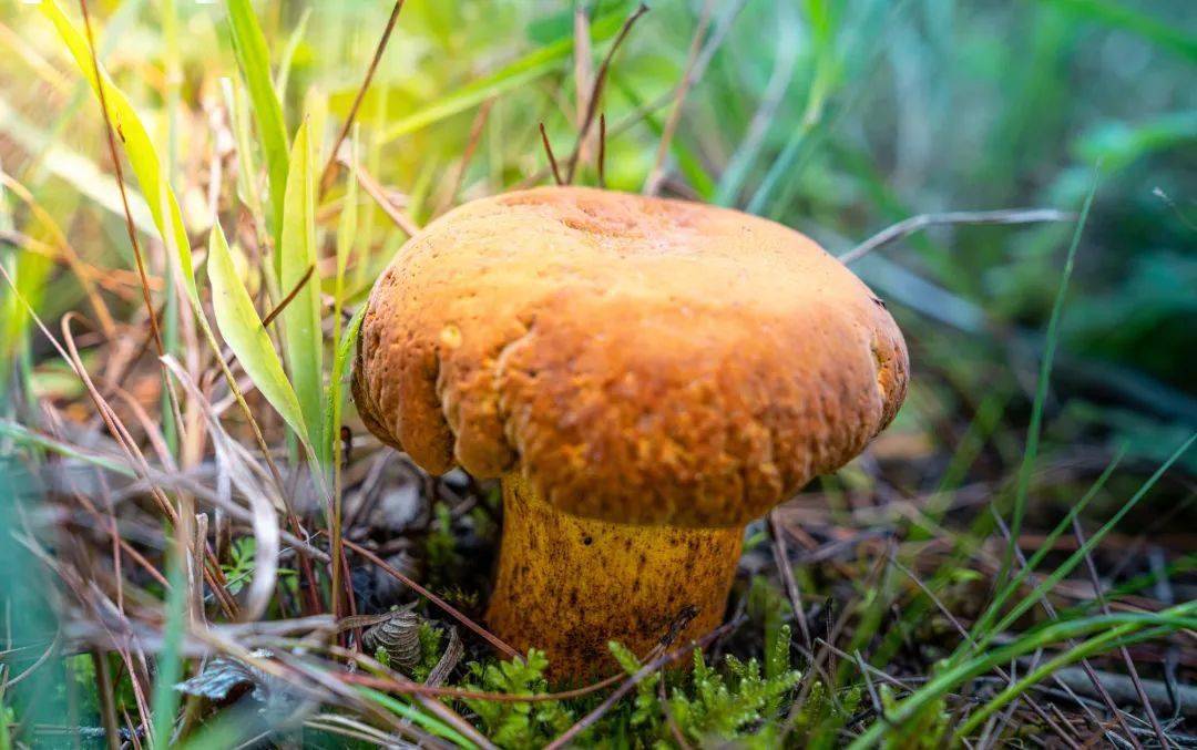 昆明这片山林野生菌产值翻倍的秘密揭晓→_顾晓坤_承包_进行