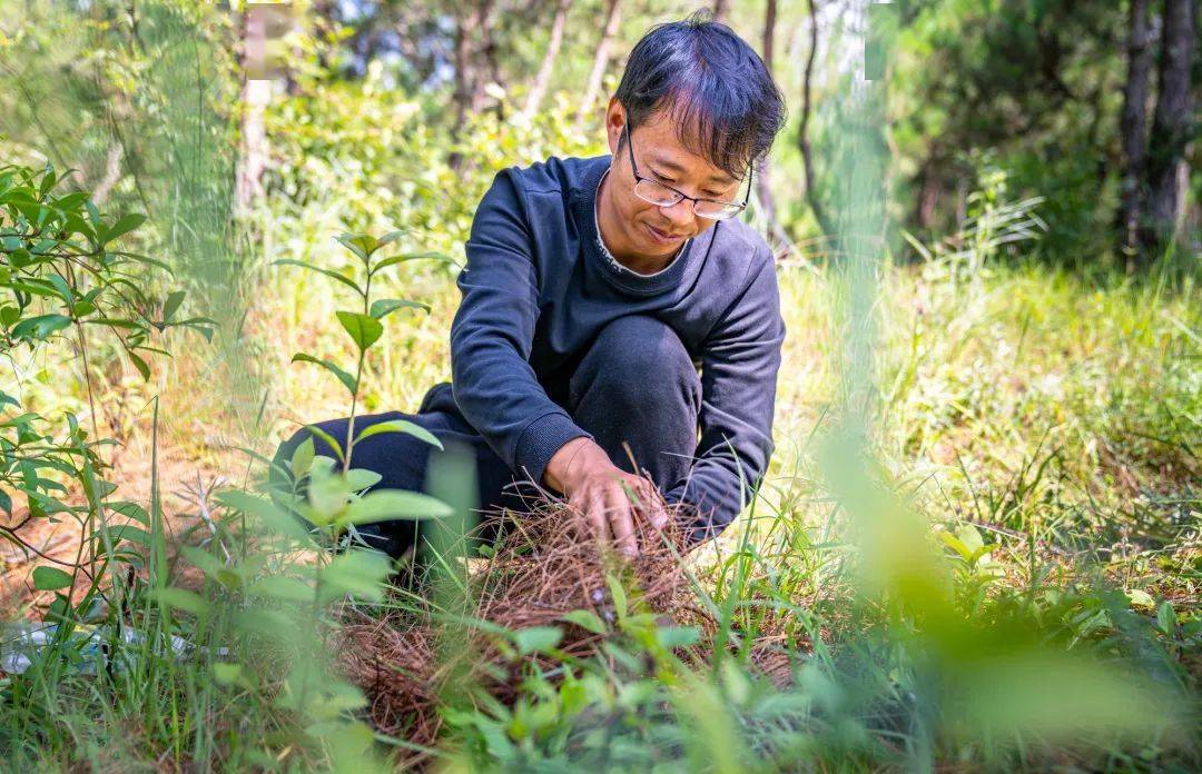 昆明这片山林野生菌产值翻倍的秘密揭晓→_顾晓坤_承包_进行
