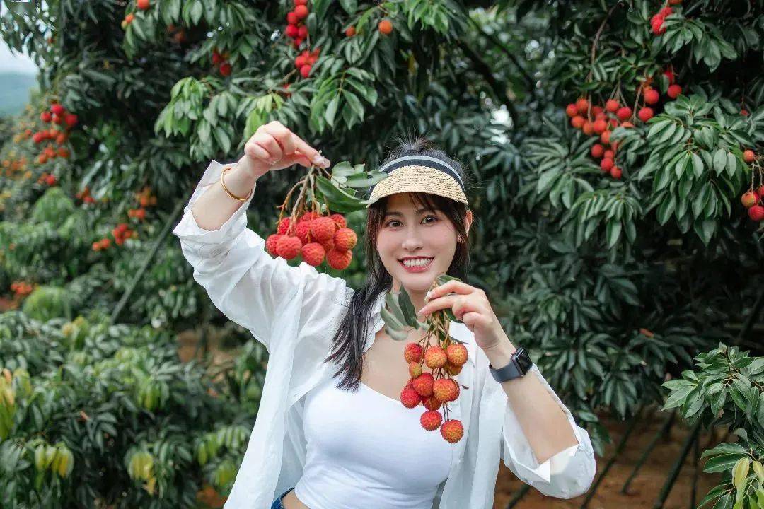 周末不加收来广州从化摘荔枝赏流溪河美景双早畅游园林泳池