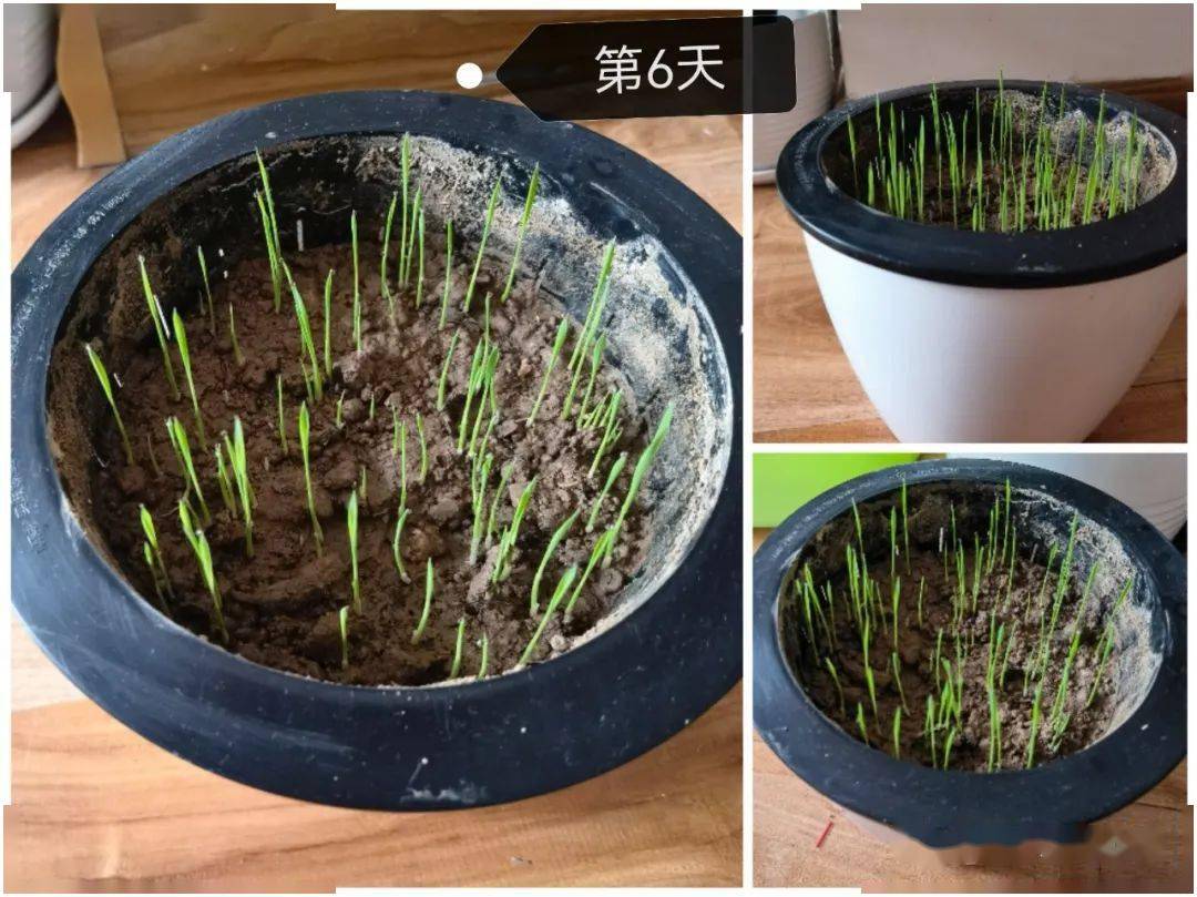 在家花盆种植水稻图片图片