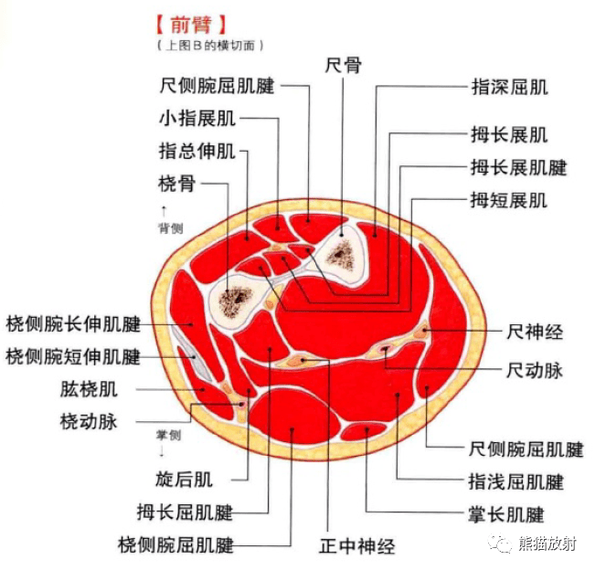 3d解剖丨上肢,下肢_奈特_唐曉豔_髕骨