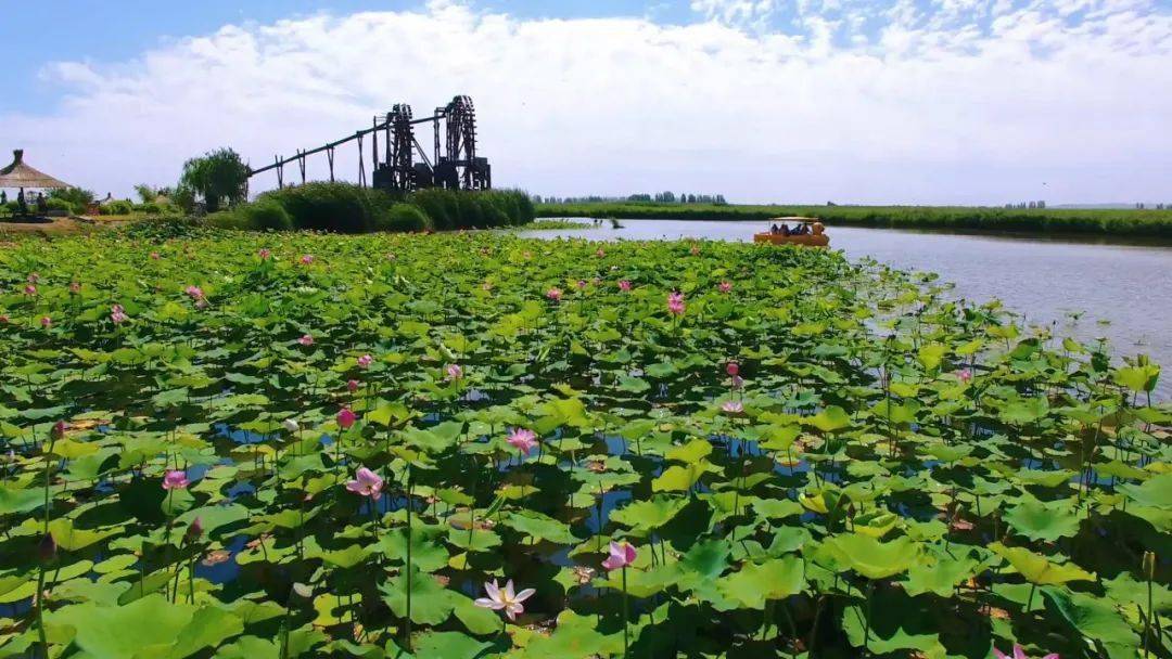 爱上银川丨7月16日快来鸣翠湖邂逅你的夏与荷