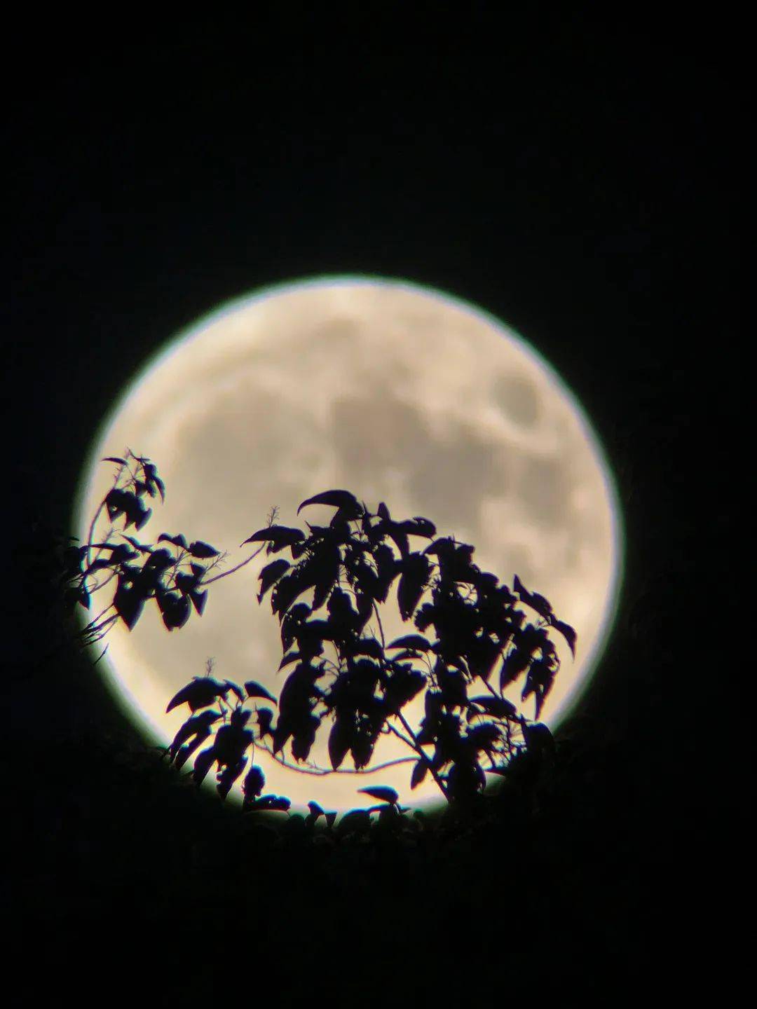 图集丨昨晚的"最大超级月亮",被韶关人记录了→_满月_网友_什么