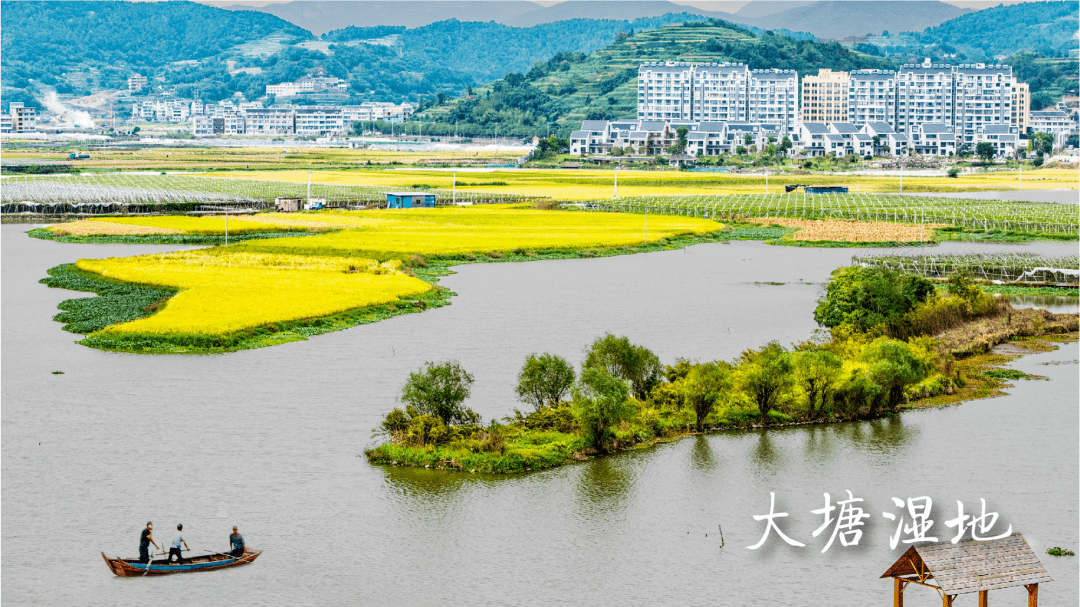 委员风采｜方伟：“乡村造梦师”点燃花坞梦想