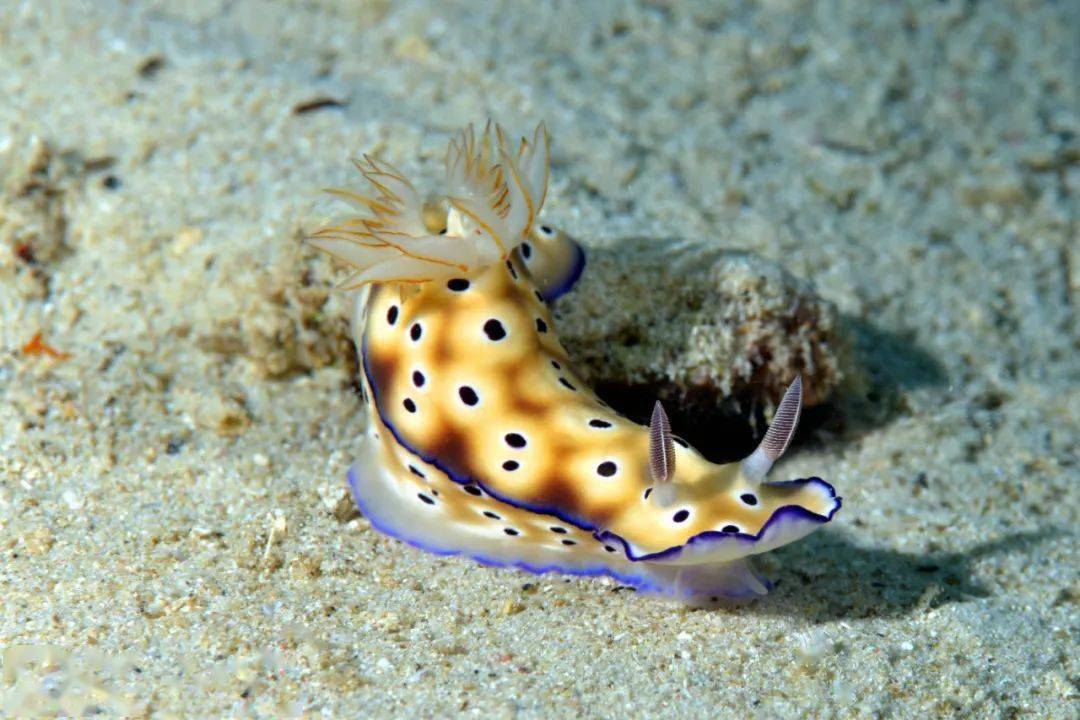 类地对海洋生物进行科普,如棘皮动物、软体动物、节肢动物及各种鱼类。海马、海蛞蝓、章鱼>>海洋公益组织