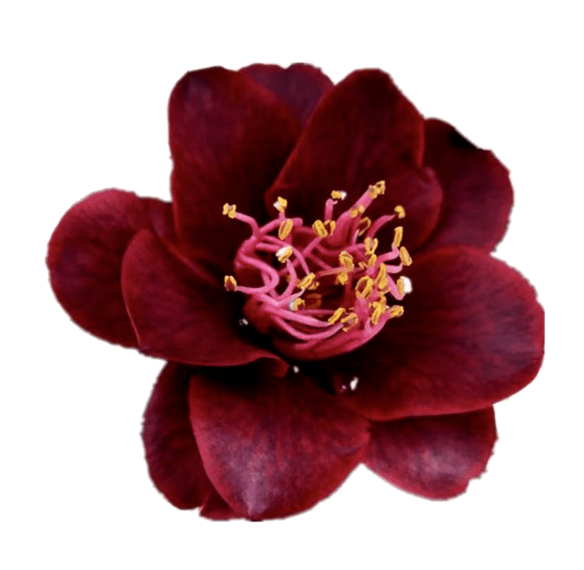 油细胞不停分泌才使花馥郁乌云足够伤心才会落一场大雨每一个星星努力