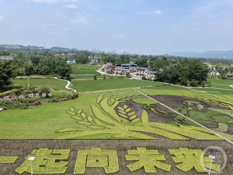 在希望的田野上走到大足隆平五彩田园欣赏水稻画