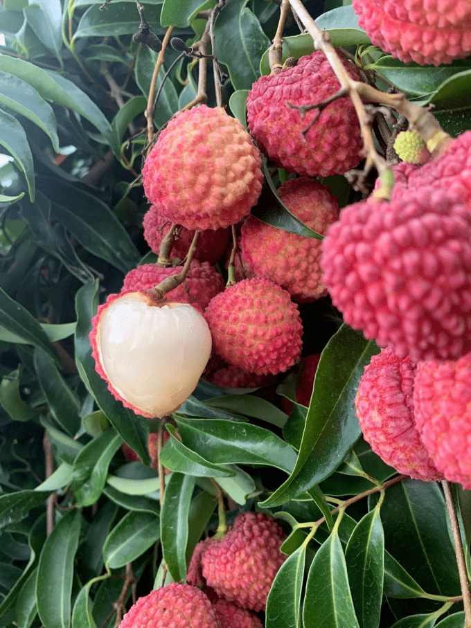 【蜜丁香荔枝王】小焦核,个头比其他荔枝略大!