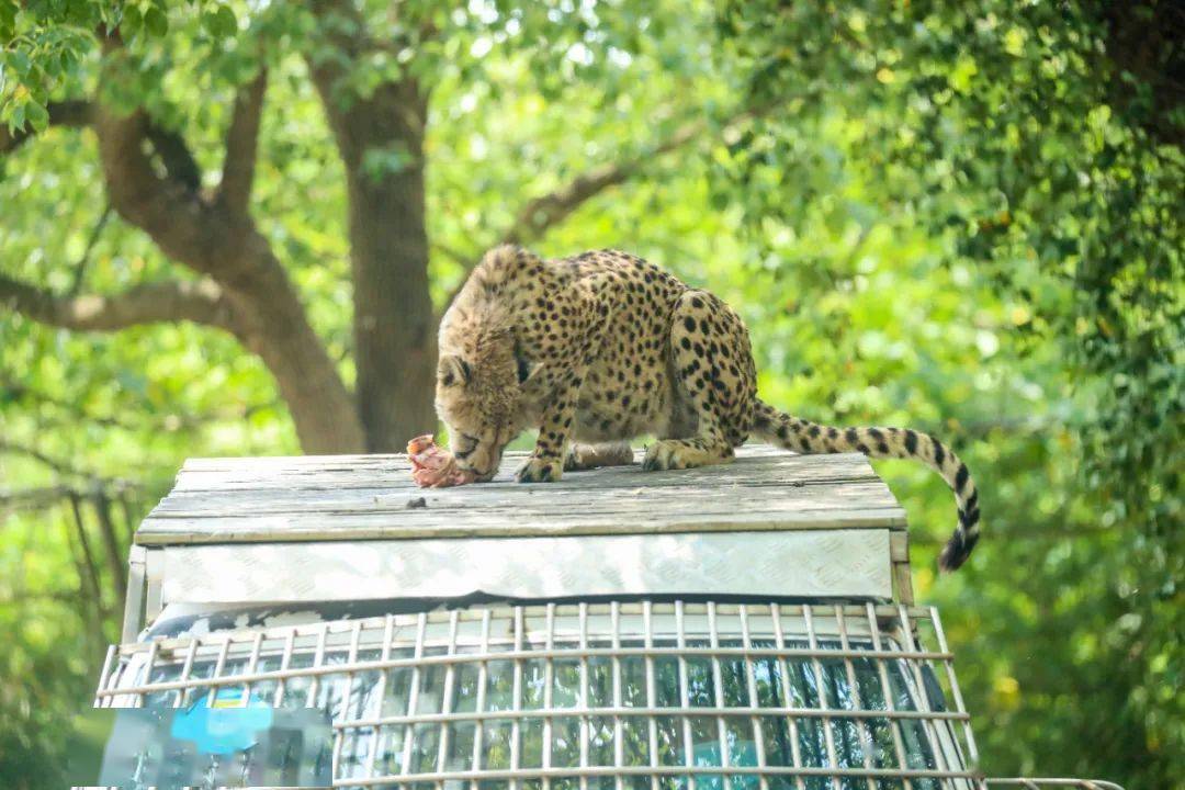 和猛獸來一次近距離對視,車入區行為展示_展區_獵豹_動物