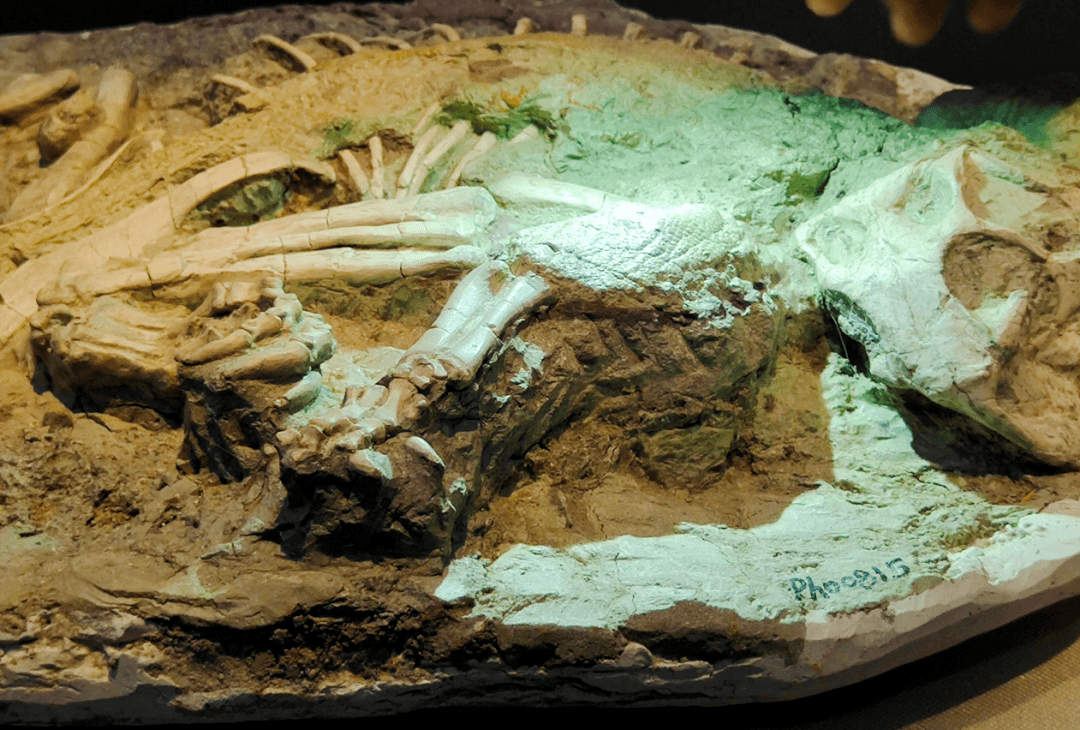 在此次展览中,观众能近距离看到中国唯一的一具恐龙木乃伊——鹦鹉嘴