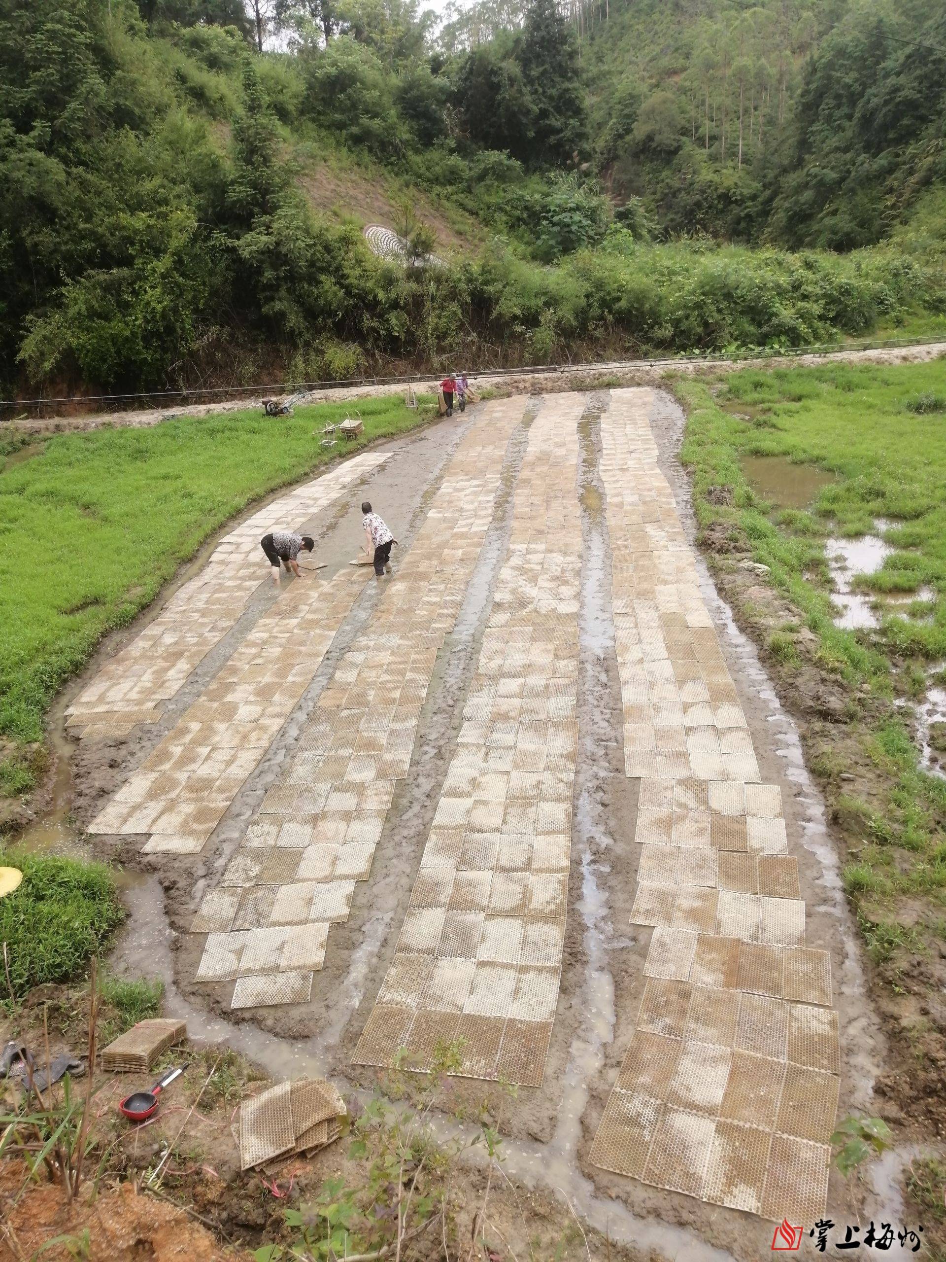 大埔举全县之力推动撂荒耕地全面复耕复种助力乡村振兴