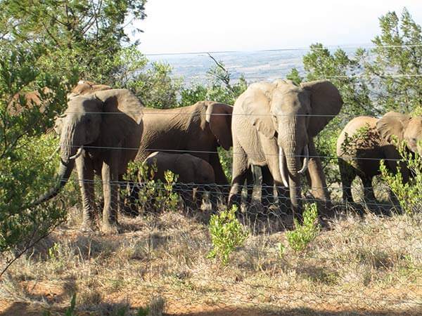 马拉维250头大象搬家了：为何搬？如何搬？