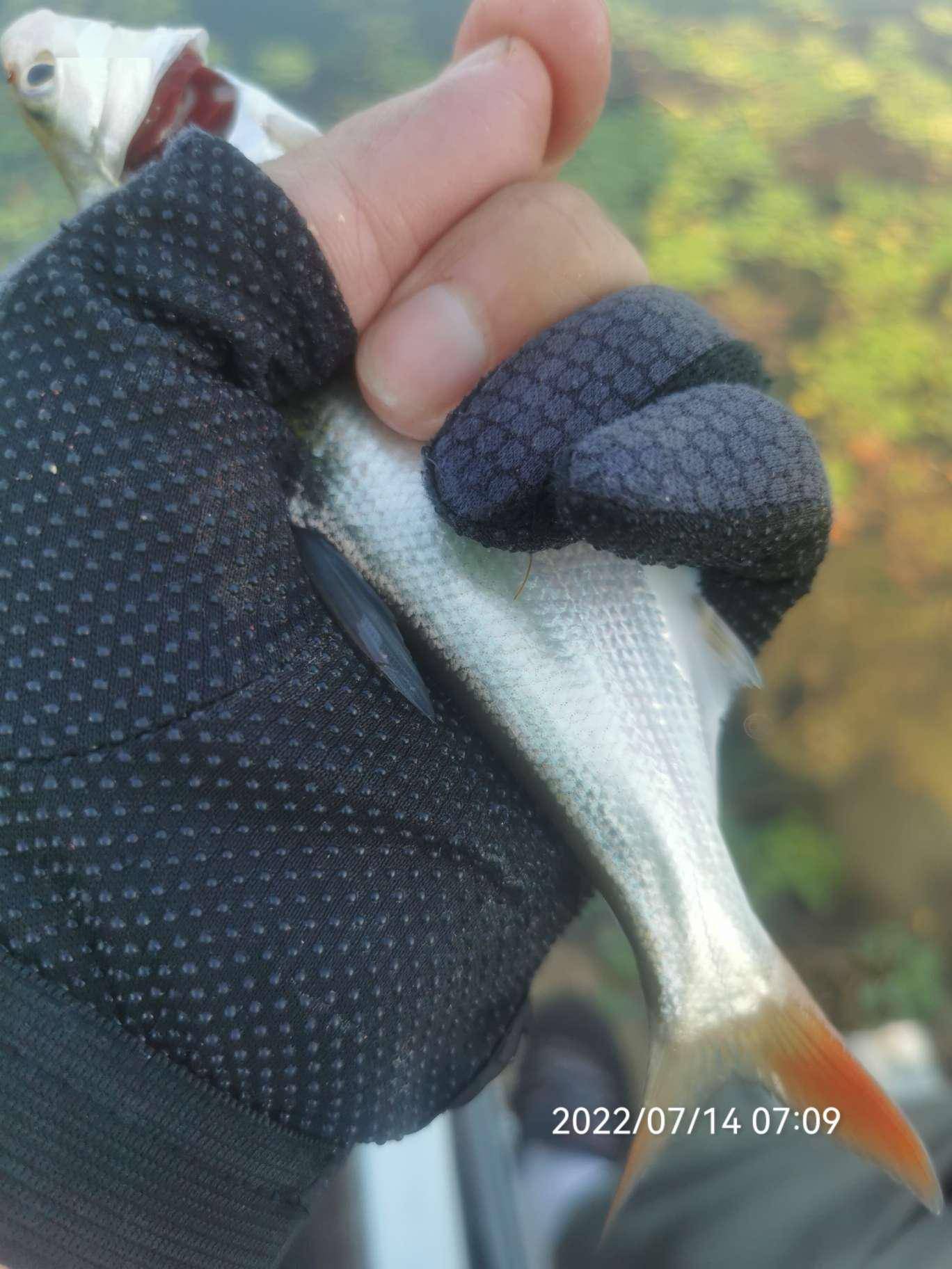 高温下的渔获!红色预警已突破40℃