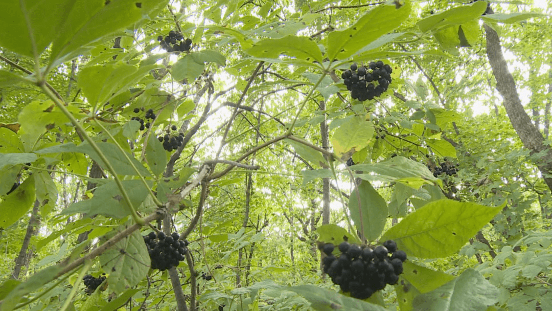 黑龙江省鑫乐泰农林科技有限公司负责人 王全勇(这块