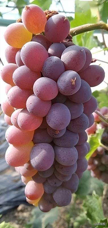 着色香葡萄日光温室促早栽培技术