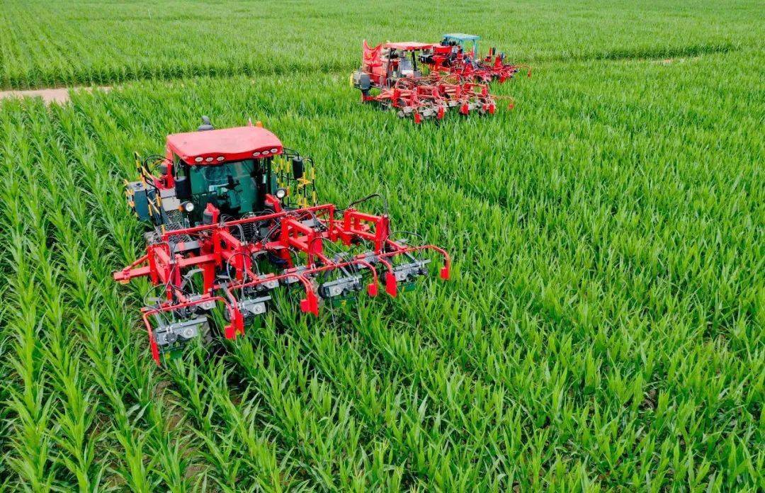 【组图】临泽高标准农田制种玉米基地,机械化助力育良种增收入_甘肃省