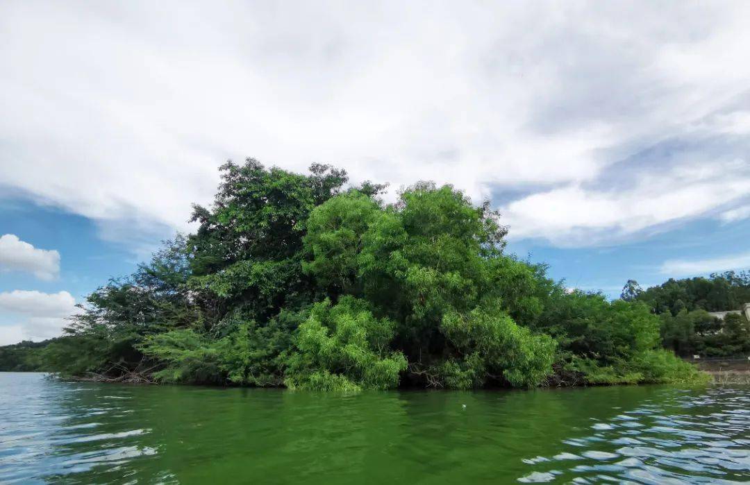 【看·清溪】契爷石水库"湖心岛" 吸引超多鸟类栖居打卡_水鸟_尹冬群