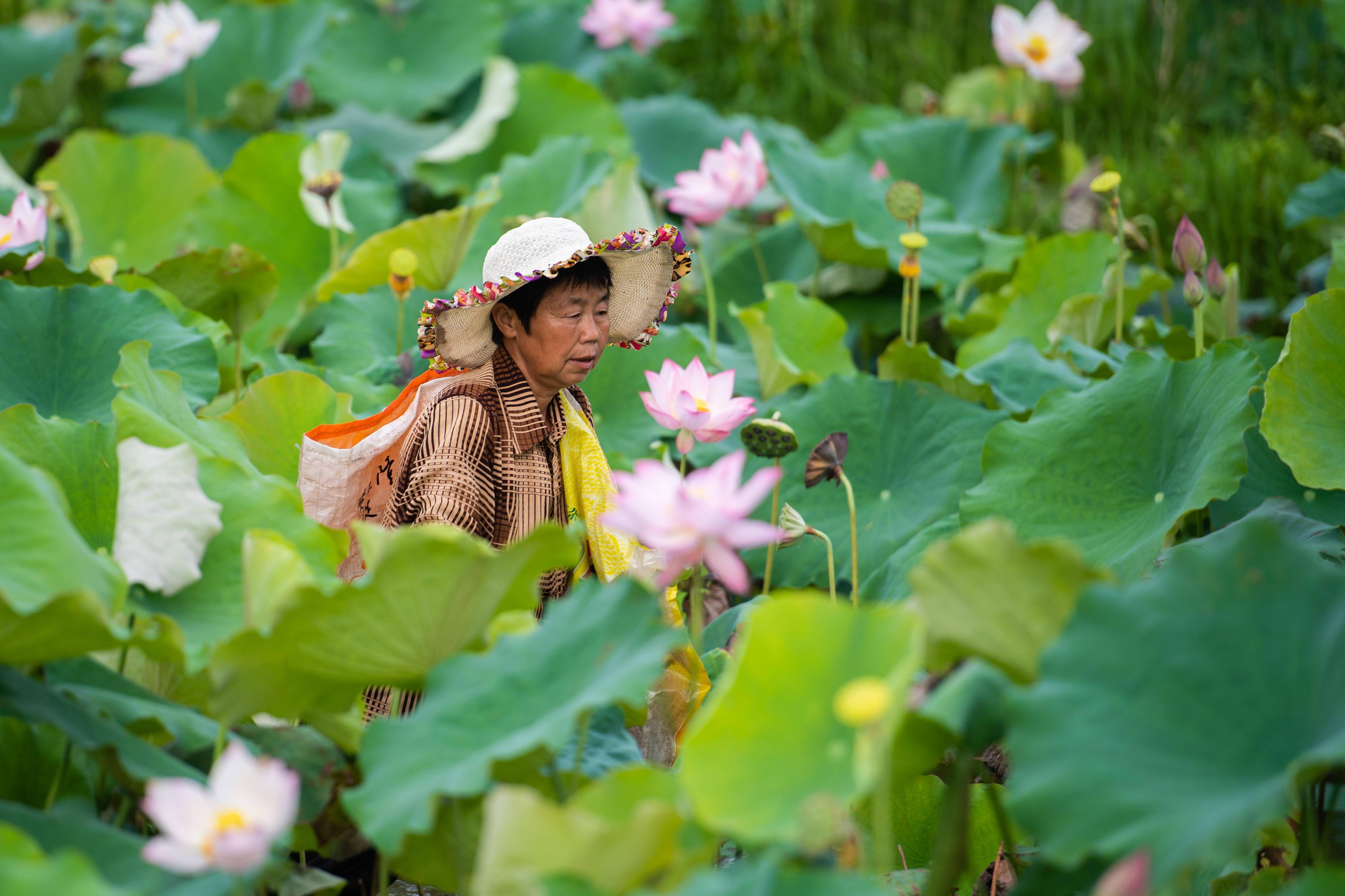 盛夏荷塘美 湘莲采摘忙