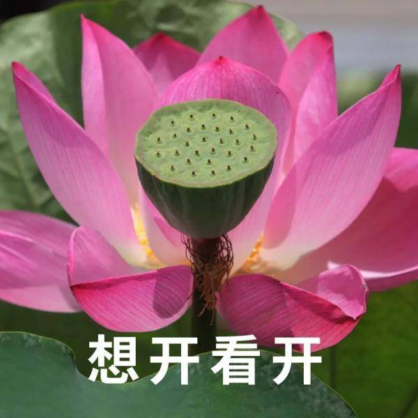 好运加满!该更新你的表情包和头像了_荷花_普者黑_三川镇