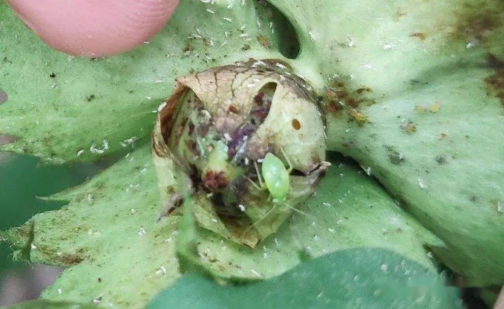 认识棉田 花蓟马危害及防治_棉花_药剂_内吸性