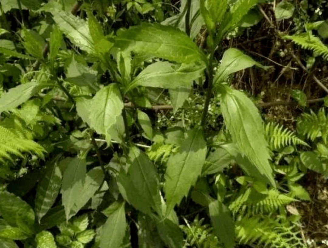 河北支教单飞所有的花都在绽放别样生活体验