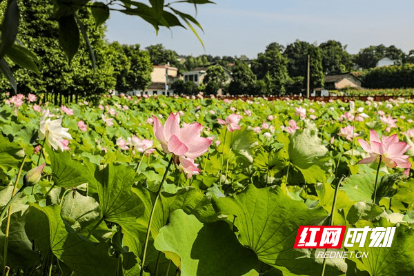 东安：“荷花经济”助力乡村旅游