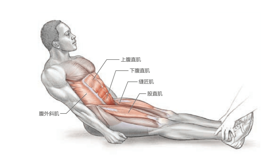 仰卧起坐图片肌肉分解图片