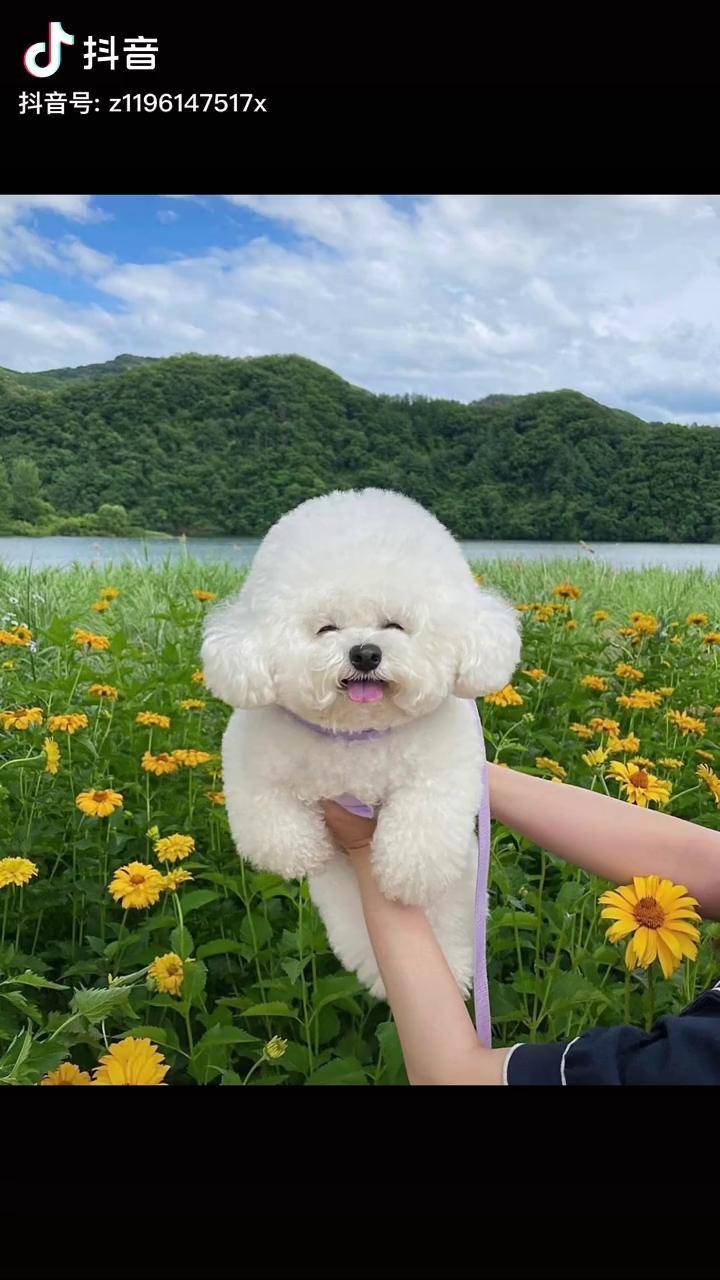 会不自觉让你跟着笑的狗狗狗狗萌宠这狗成精了萌宠萌不萌狗狗猫咪泪痕