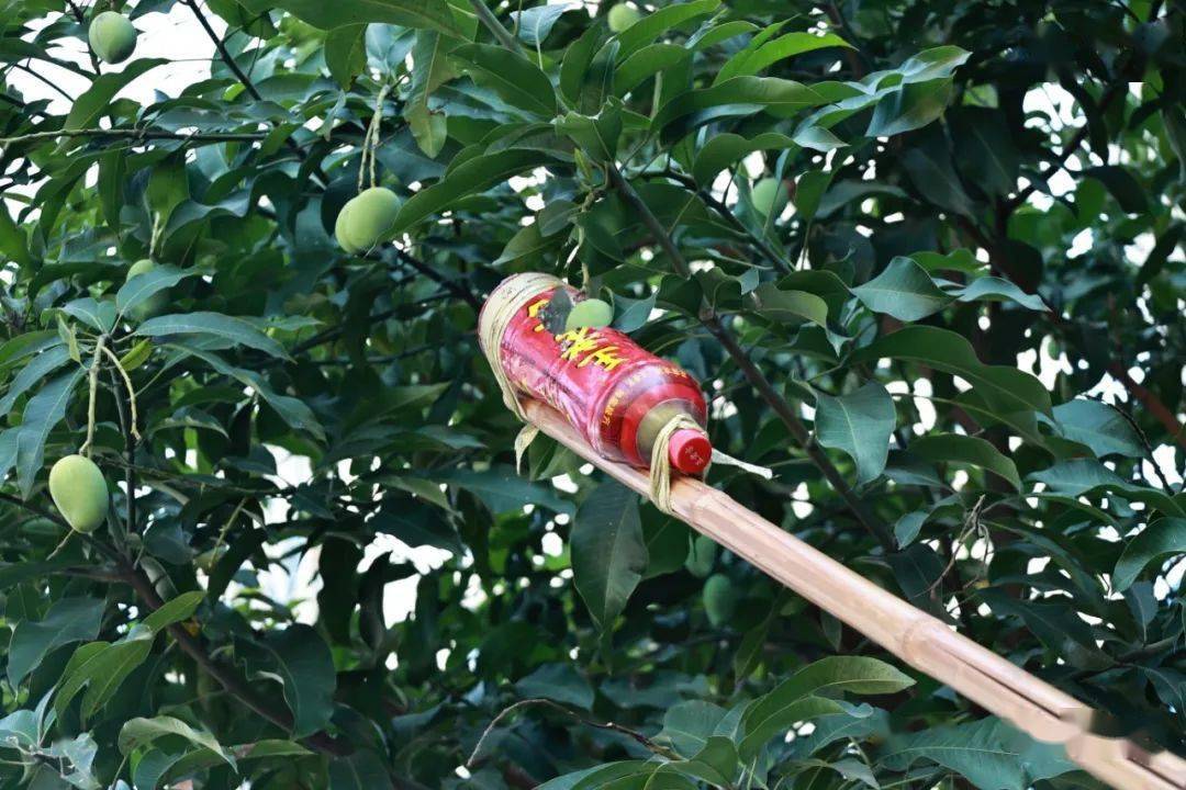 别吃!好吗?_绿化_芒果_食用