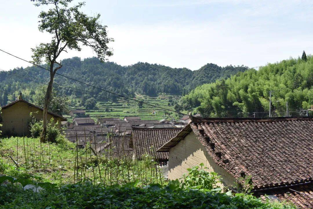 绿风青枝在行动因地制宜搞好中药生态园