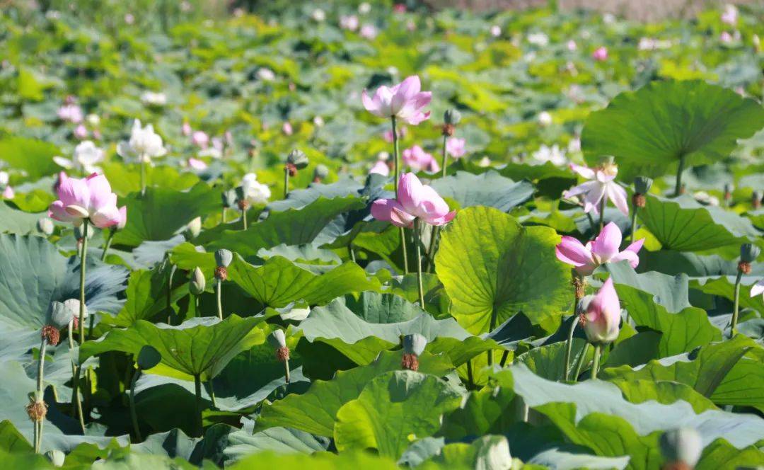 精河县五棵树村：荷花一枝，夏意满塘！