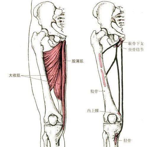 三角肌的解剖