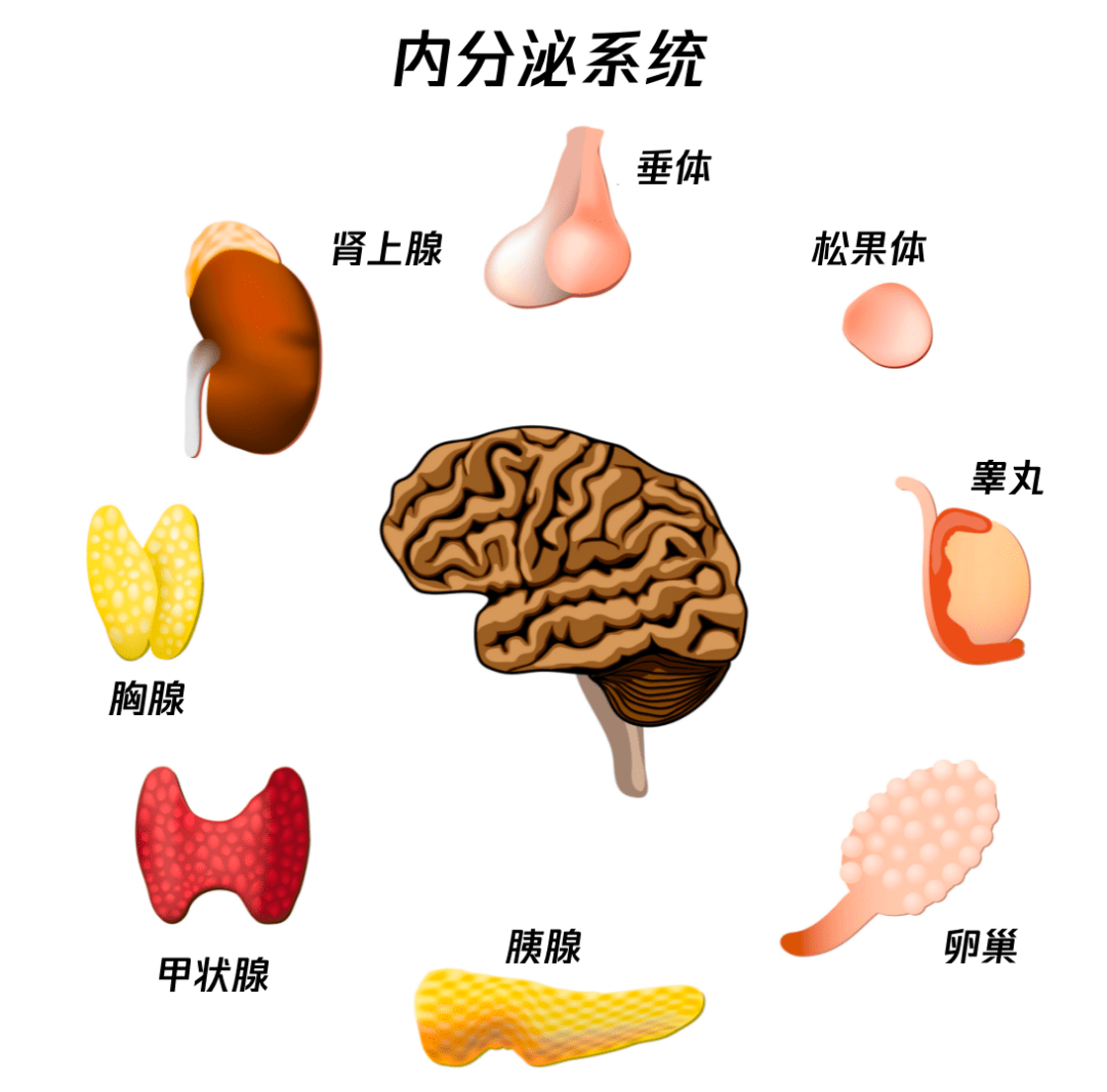 内分泌腺结构图图片