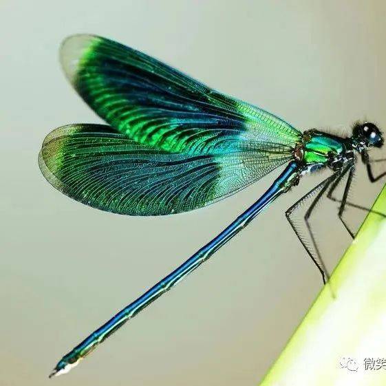工笔【蜻蜓】画法大全收藏备用_搜狐网